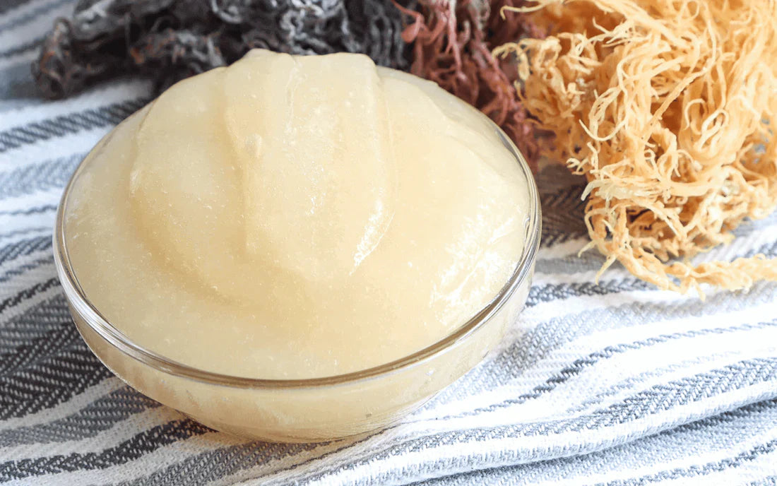 Everything You Need to Know About Sea Moss